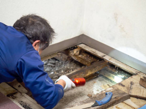 Best Local Mold Removal Service  in Crystal Falls, MI