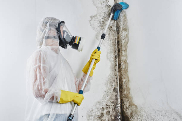 Best Affordable Mold Removal  in Crystal Falls, MI