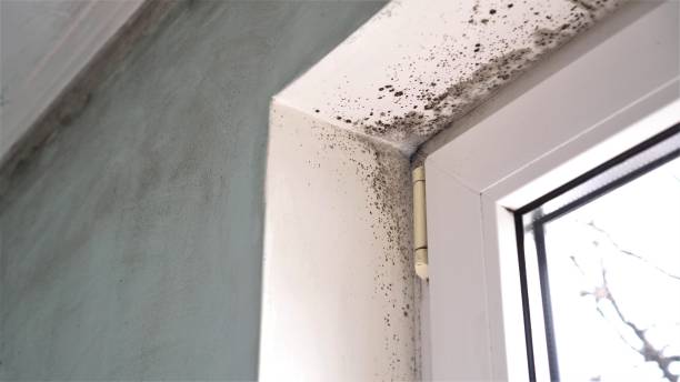 Best Home Mold Removal  in Crystal Falls, MI