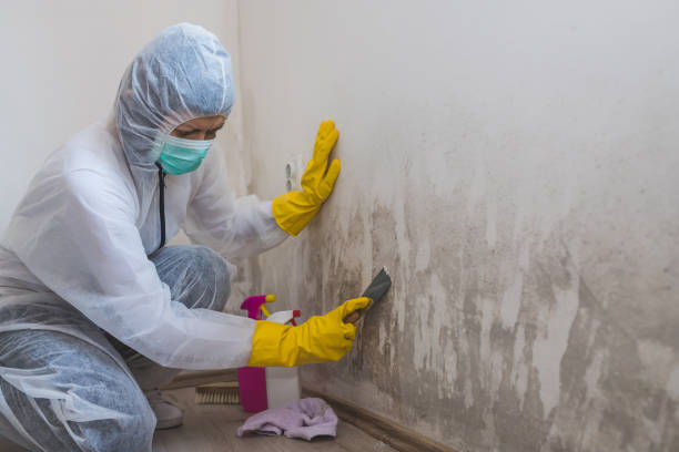 Crystal Falls, MI Mold Removal Company