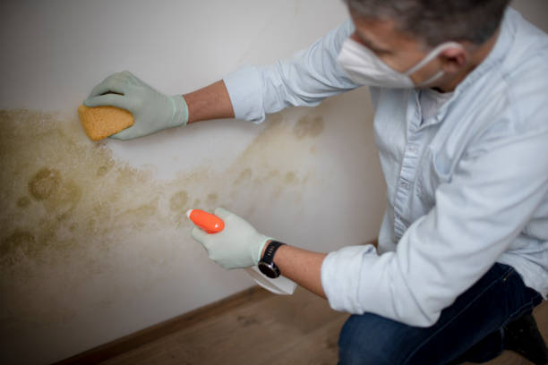 Best Toxic Mold Removal  in Crystal Falls, MI