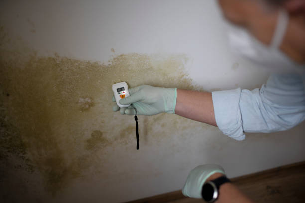 Best Commercial Mold Removal  in Crystal Falls, MI