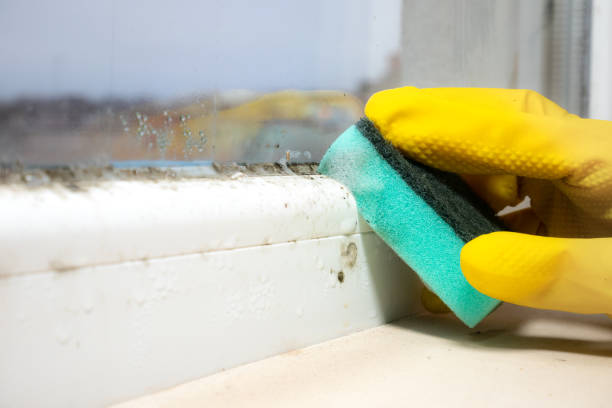 Best Emergency Mold Removal  in Crystal Falls, MI