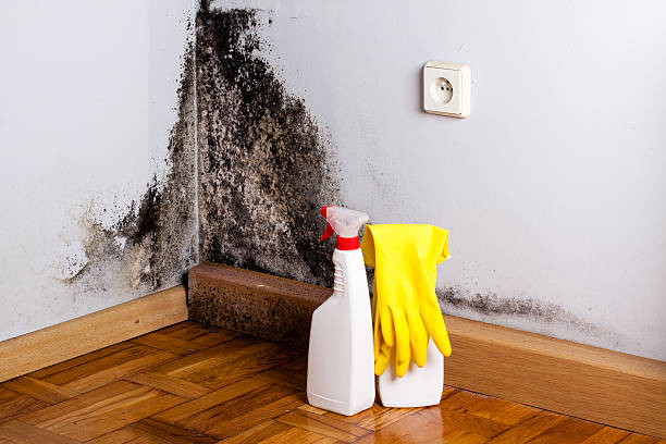 Best Best Mold Removal Companies  in Crystal Falls, MI