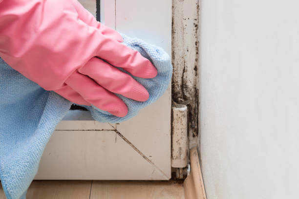 Best Commercial Mold Removal  in Crystal Falls, MI