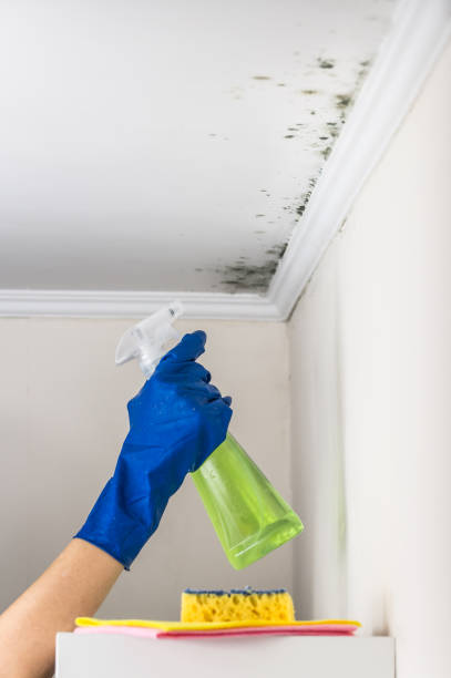 Best Crawl Space Mold Removal  in Crystal Falls, MI