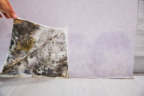 Best Commercial Mold Removal  in Crystal Falls, MI